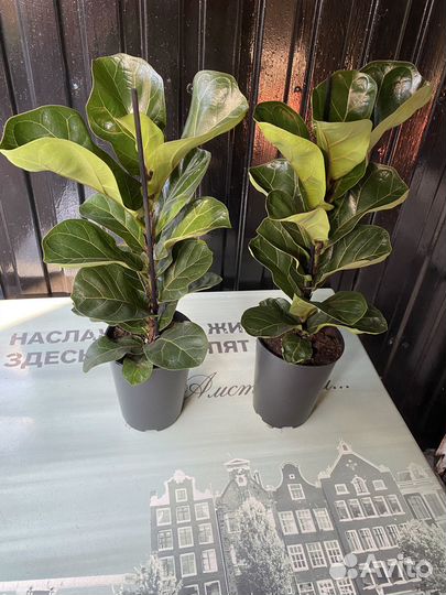 Фикус Лирата Бамбино