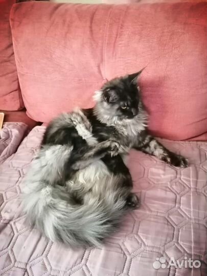 Котята мейн-кун