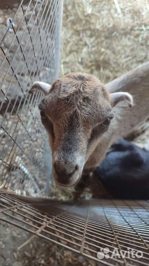 Козы ламанча