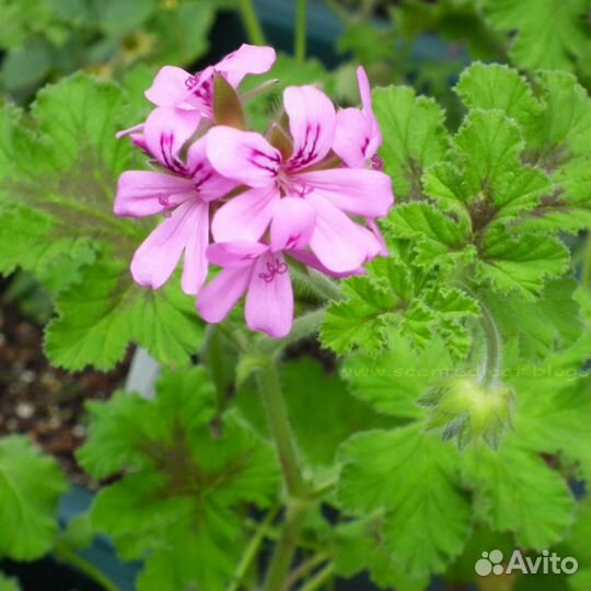 Пеларгония герань / душистые сорта