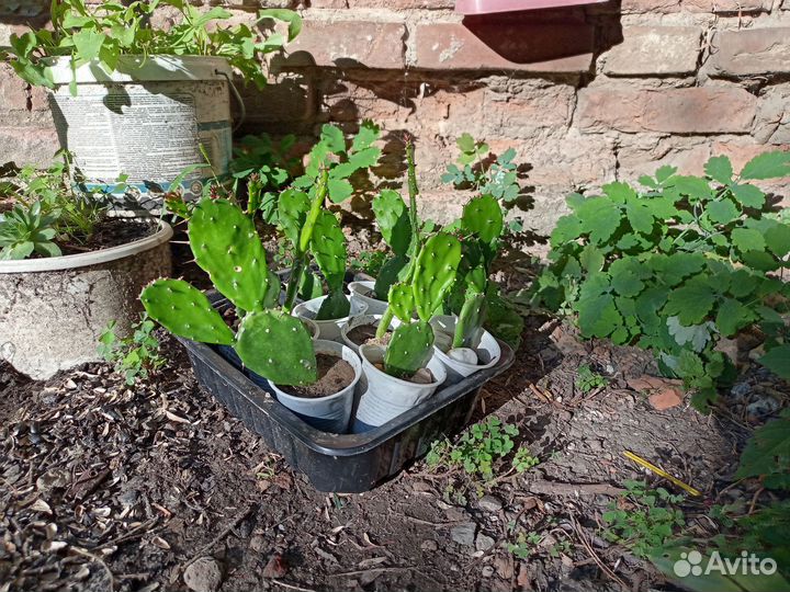 Подарок для садомазо