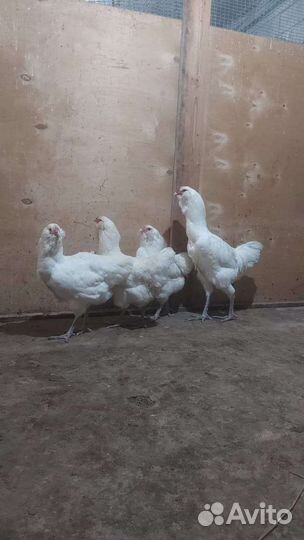 Куры петухи