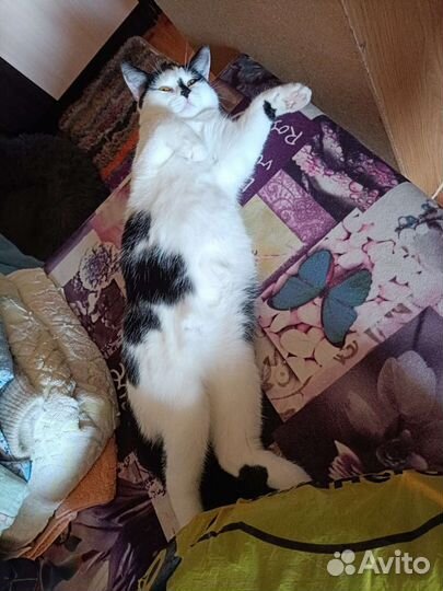 Котенок девочка красивая