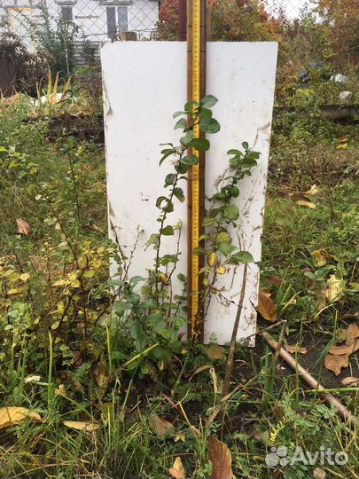 Саженцы и плоды айвы японской (хеномелес)