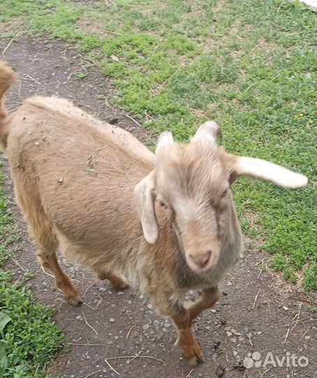 Коза нубийская