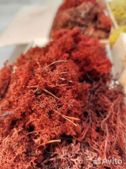 Стабилизированный мох ягель