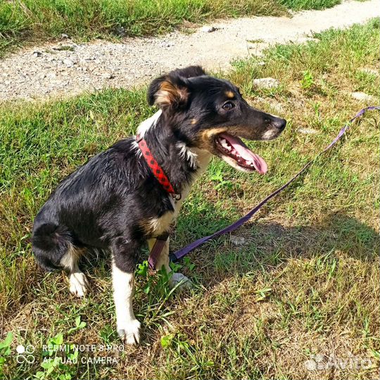 Собака Красавица Нара