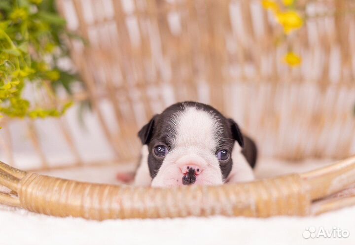 Девочка бостон терьер