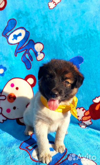 Малышка Руна