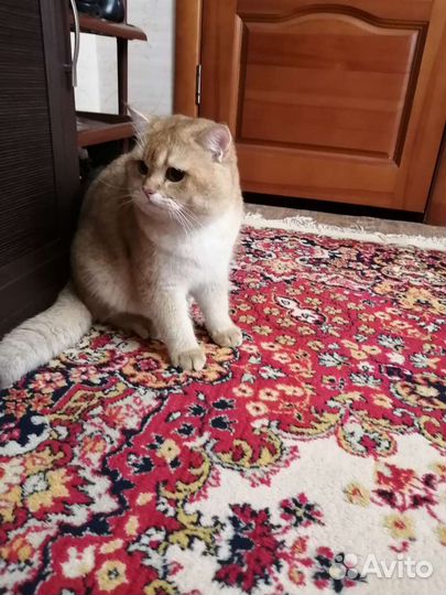 Золотая шиншилла