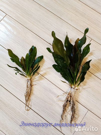 Аквариумные растения