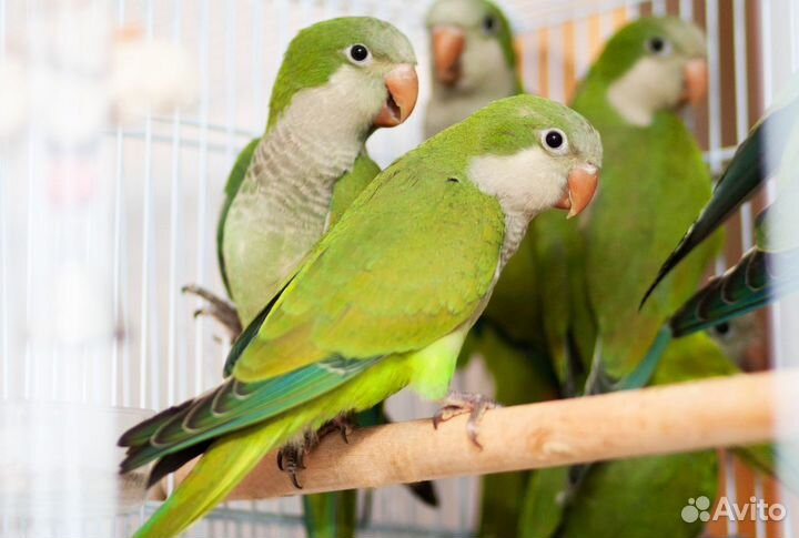 Птенцы калита, квакер, монах зеленые