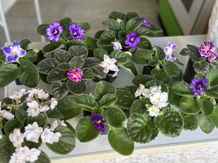 Фиалка стартеры детки