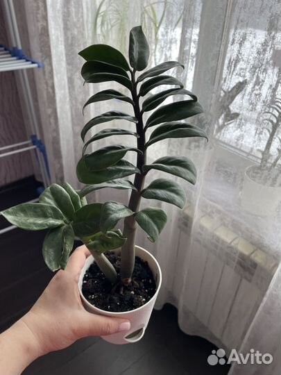 Замиокулькас зензи