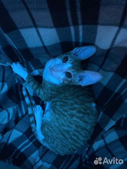 Корниш рекс котенок
