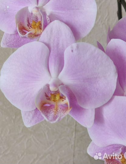 Орхидея фаленопсис