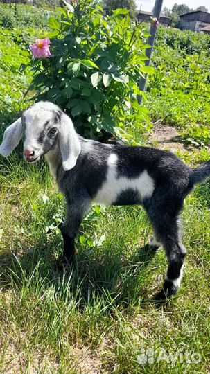 Козел вязка