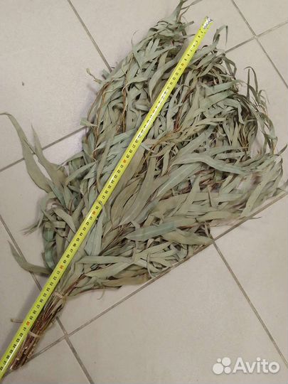 Эвкалипт сбор