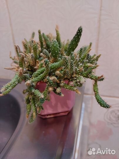 Комнатные цветы