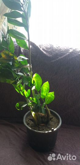 Зиамакулькус