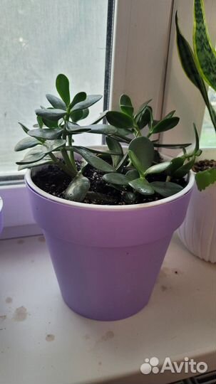 Красула, толстянка