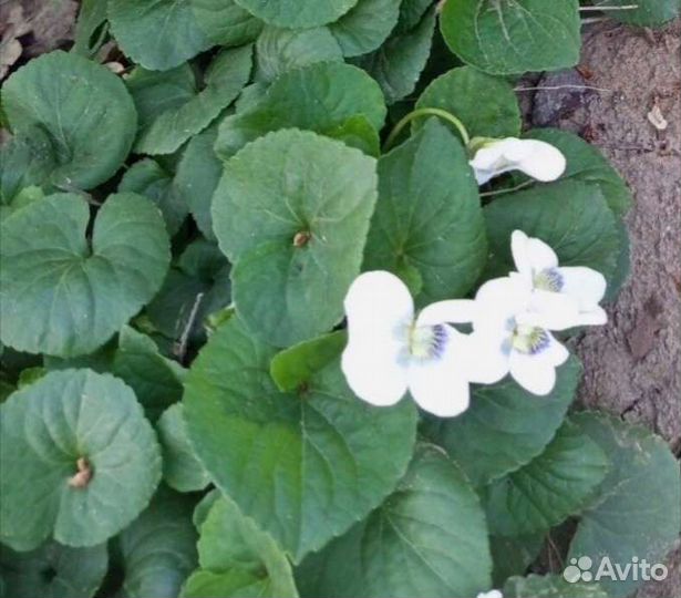 Фиалка садовая