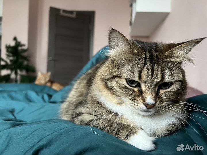 Передержка кошек