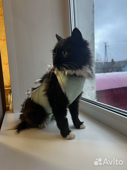 Кошка в добрые руки