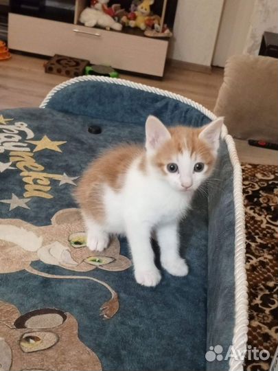 Котята разных окрасов