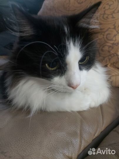 Передержка животных, частный сектор, свой дом