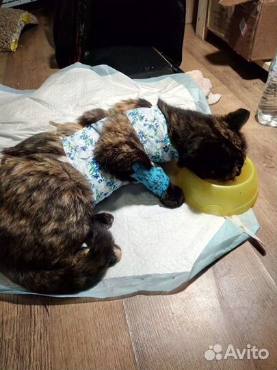 Ветврач на дому.Кастрация, стерилизация.Стрижка