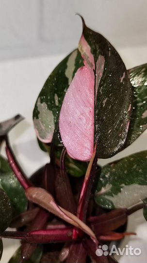 Филодендрон Пинк Принцесс Марбл