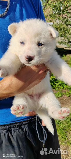 Щенки сибирской хаски