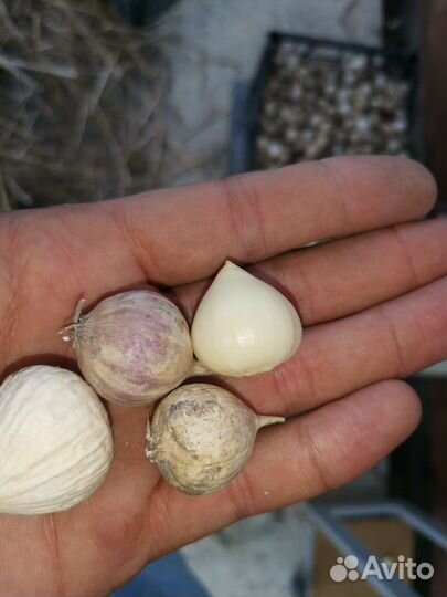 Однозубка чеснока