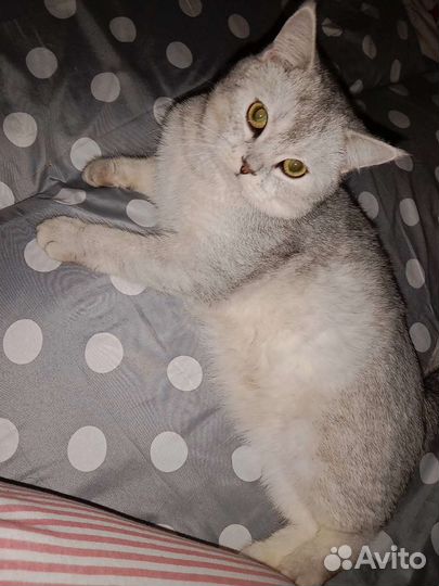 Вязка серебристая шиншилла