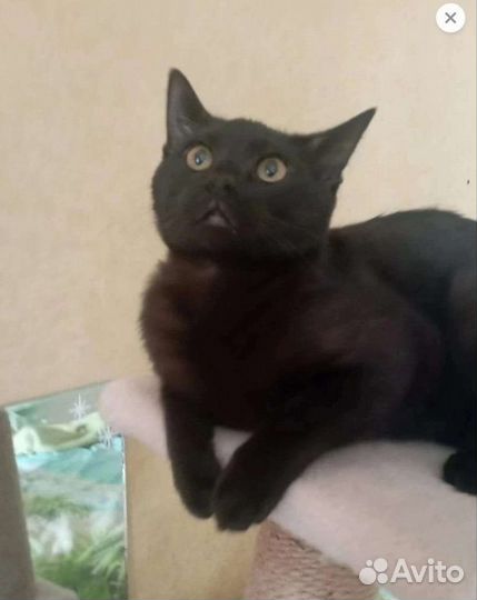 Котик ищет дом