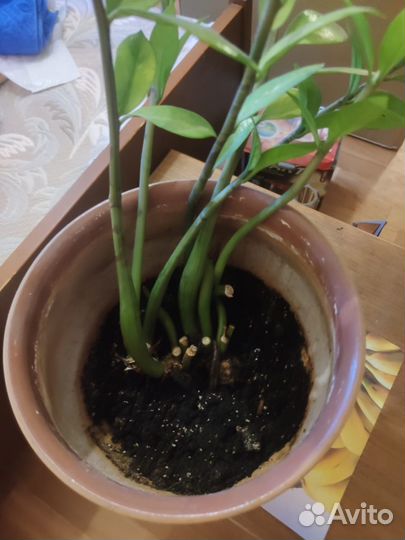 Замиокулькас долларовое дерево