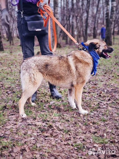 Красавица Мира ищет семью