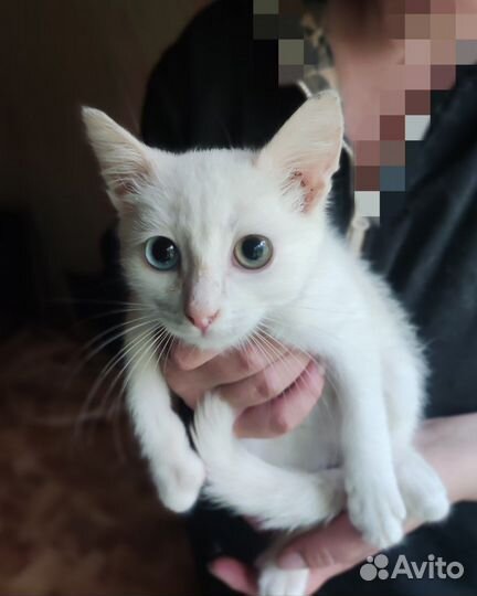 Кот Топаз