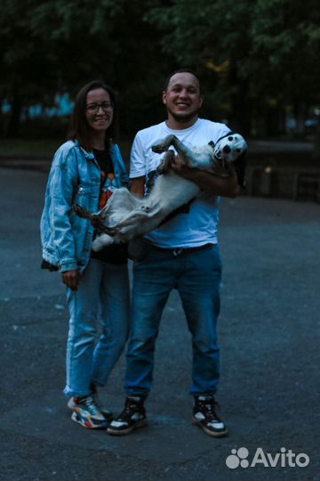 Русский охотничий спаниель вязка