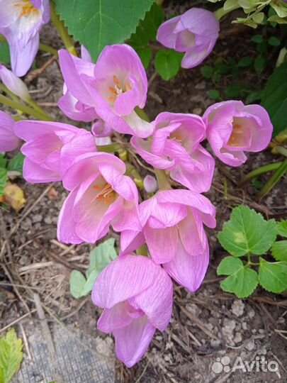 Луковицы безвременника