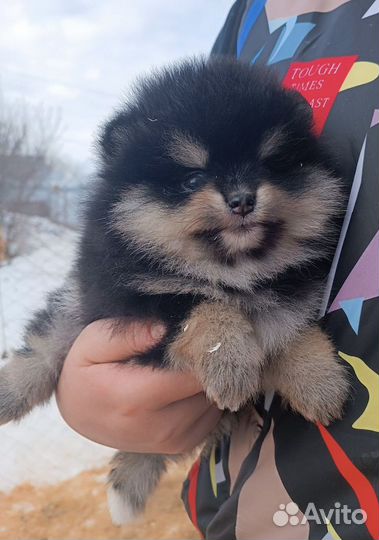 Щенки шпица