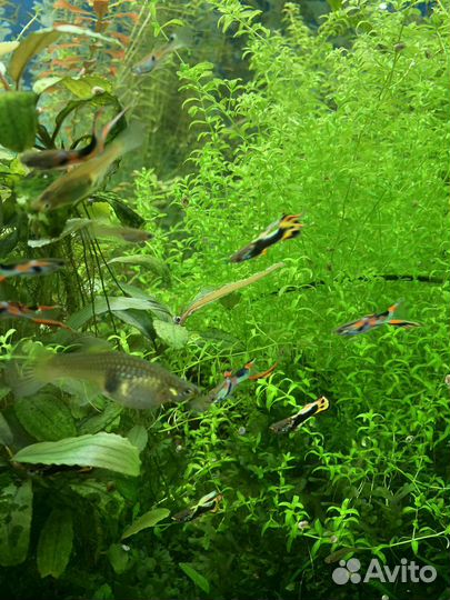 Аквариумные рыбки гуппи