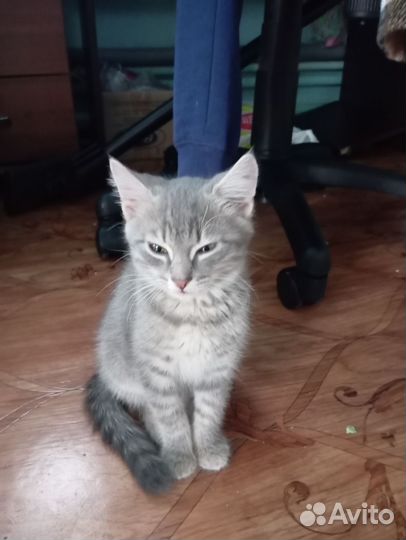 Котëнок в добрые руки бесплатно мальчик