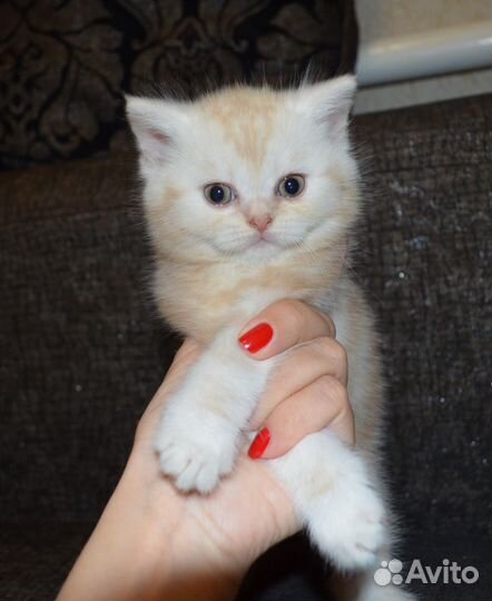 Два тигренка)