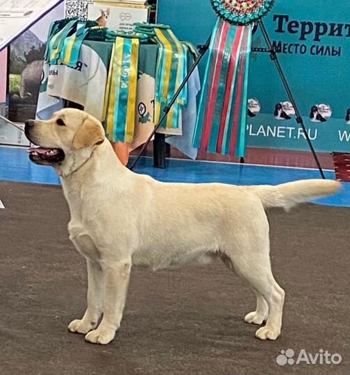 Щенки лабрадора ретривера