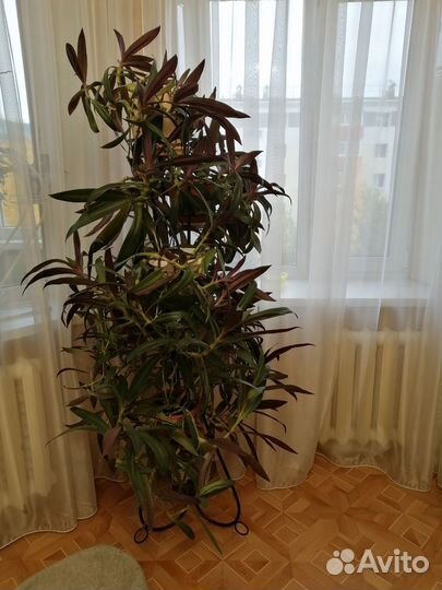 Традесканция (Tradescantia)