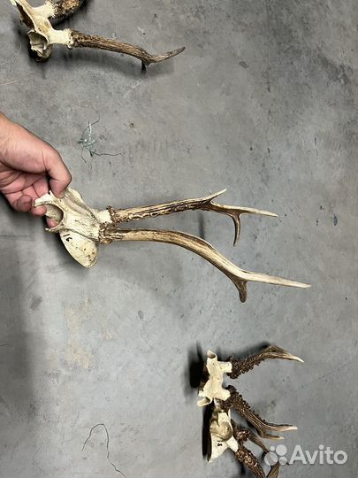 Рога оленя
