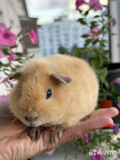 Передержка морских свинок