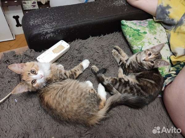 Котята в добрые руки бесплатно